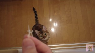 The furry pussy will jump at you for your treats …..